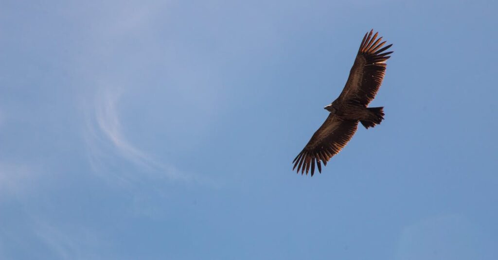 A lone eagle gracefully soars through a clear blue sky, showcasing its impressive wingspan.
